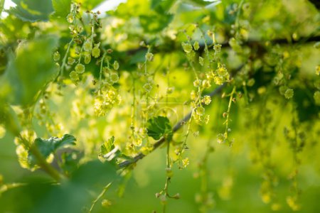 Photo for Red currant blooming in the garden on spring day. Cultivating berries. Beauty in nature. - Royalty Free Image