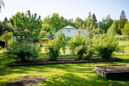Foto de Hermoso jardín verde lleno de árboles, plantas decorativas y flores en flor con gran casa blanca en un fondo. Hermoso día de verano en un patio trasero. - Imagen libre de derechos