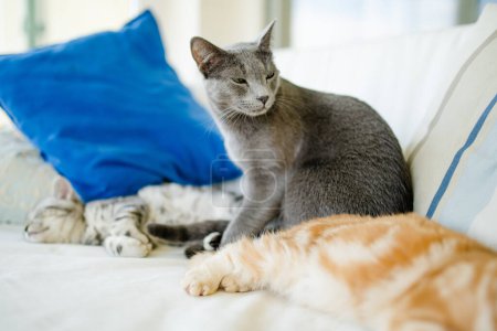 Foto de Pliegue escocés rojo, taquigrafía británica tabby plateado y gatitos azules rusos descansando en un sofá en una sala de estar. Gatos domésticos juveniles que pasan tiempo en casa. - Imagen libre de derechos