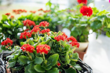 Blühende rote Kalanchoe-Blumen. Rote Blumen von Kalanchoe als Zimmerpflanze. Schönheit in der Natur.