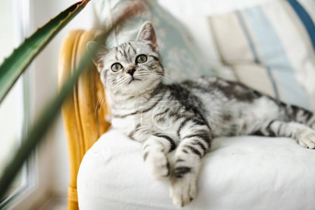 Foto de Británica taquigrafía plata tabby gatito descansando en un sofá en una sala de estar. Gato doméstico juvenil que pasa tiempo en casa. - Imagen libre de derechos