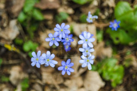 Photo for Blossoming hepatica flower in early spring in forest. Beauty in nature. - Royalty Free Image