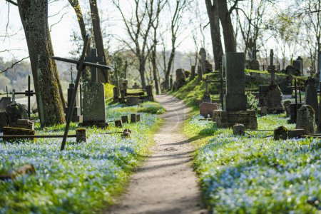 Téléchargez les photos : Fleurs de printemps bleu scilla siberica fleurissant le jour ensoleillé d'avril dans le cimetière Bernardin, l'un des trois plus anciens cimetières de Vilnius, Lituanie. - en image libre de droit