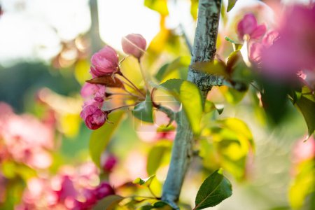 Foto de Hermoso jardín de manzanos viejos que florecen en el soleado día de primavera. Belleza en la naturaleza. Tiernas ramas de manzana en primavera al aire libre. - Imagen libre de derechos