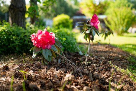 Téléchargez les photos : Fleurs rose vif de rhododendron en fleurs par une journée d'été ensoleillée. Beauté dans la nature. - en image libre de droit