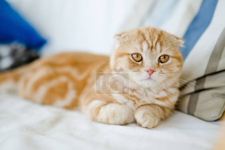 Foto de Rojo escocés pliegue gatito teniendo descanso en un sofá en una sala de estar. Gato doméstico juvenil que pasa tiempo en casa. - Imagen libre de derechos