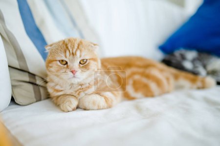 Foto de Rojo escocés pliegue gatito teniendo descanso en un sofá en una sala de estar. Gato doméstico juvenil que pasa tiempo en casa. - Imagen libre de derechos