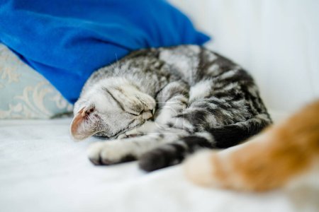 Téléchargez les photos : British short air silver tabby chaton se reposant sur un canapé dans un salon. Chat domestique juvénile passant du temps à l'intérieur à la maison. - en image libre de droit