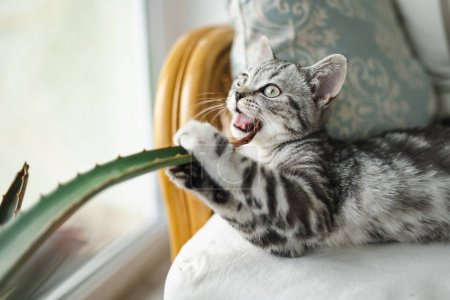 Téléchargez les photos : British short air silver tabby chaton se reposant sur un canapé dans un salon. Chat domestique juvénile passant du temps à l'intérieur à la maison. - en image libre de droit
