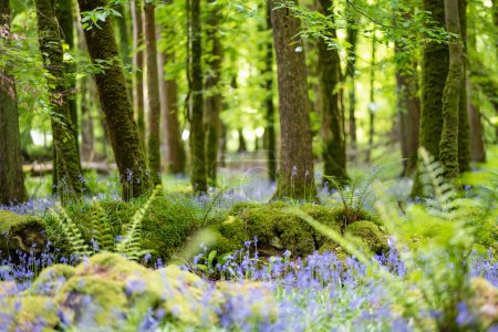 Photo for Bluebell flowers blossoming in a woodland in Ireland. Hyacinthoides non-scripta in full bloom in Irish forest. Beauty in nature. - Royalty Free Image
