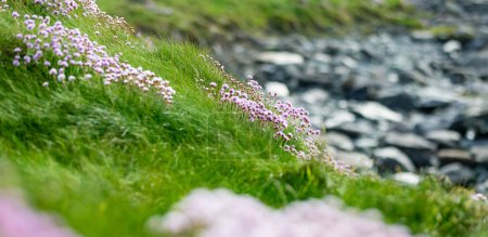 Foto de Flores de segunda mano rosadas floreciendo en la costa áspera y rocosa a lo largo de la famosa ruta del Anillo de Kerry. Rugged coast of on Iveragh Peninsula, County Kerry, Irlanda. - Imagen libre de derechos