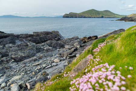 Foto de Orilla áspera y rocosa a lo largo de la famosa ruta Ring of Kerry. Rugged coast of on Iveragh Peninsula, County Kerry, Irlanda
. - Imagen libre de derechos