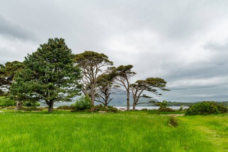 Téléchargez les photos : Grands pins sur les rives du lac Muckross, également appelé lac Middle ou The Torc, situé dans le parc national de Killarney, comté de Kerry, Irlande - en image libre de droit