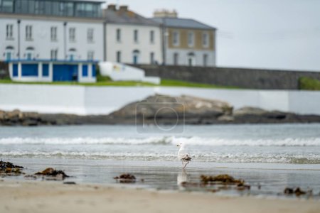 Photo for Kilkee, small coastal town, popular as a seaside resort, located in horseshoe bay and protected from the Atlantic Ocean by the Duggerna Reef, county Clare, Ireland. - Royalty Free Image