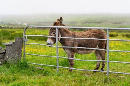 Téléchargez les photos : Pâturage d'ânes dans des pâturages verts derrière une clôture. Jack se nourrissant dans les prairies verdoyantes d'Irlande. - en image libre de droit