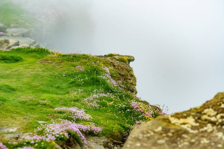 Photo for Pink thrift flowers blossoming on the famous Cliffs of Moher, one of the most popular tourist destinations in Ireland. Foggy view of widely known attraction on Wild Atlantic Way in County Clare. - Royalty Free Image