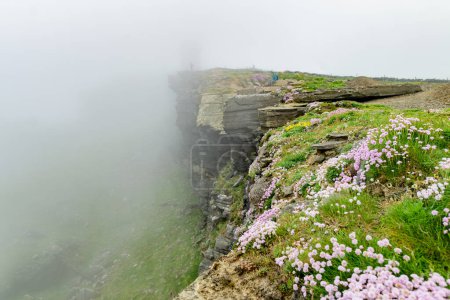 Pink thrift flowers blossoming on the famous Cliffs of Moher, one of the most popular tourist destinations in Ireland. Foggy view of widely known attraction on Wild Atlantic Way in County Clare.