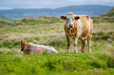 Téléchargez les photos : Vaches broutant dans les pâturages verts. Vaches adultes et bébés veaux se nourrissant dans des prairies verdoyantes d'Irlande. - en image libre de droit