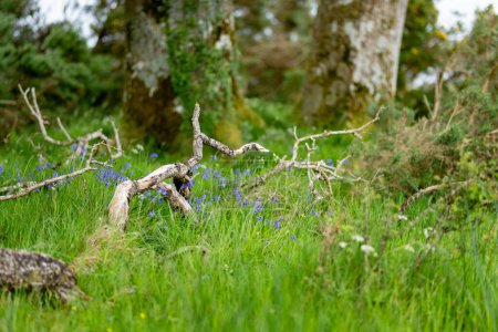 Foto de Hermosos pinos grandes y arbustos florecientes en las orillas del lago Muckross, también llamado Middle Lake o The Torc, ubicado en el Parque Nacional Killarney, Condado de Kerry, Irlanda. - Imagen libre de derechos