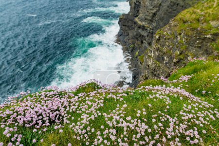 Photo for Pink thrift flowers blossoming on Kilkee Cliffs, situated at the Loop Head Peninsula, remote and wild stretch of stunning coastline, Wild Atlantic Way Discovery Point, county Clare, Ireland. - Royalty Free Image
