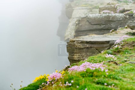 Foto de Flores rosadas florecen en los famosos acantilados de Moher, uno de los destinos turísticos más populares de Irlanda. Vista brumosa de la atracción ampliamente conocida en la ruta costera del Atlántico en el condado de Clare. - Imagen libre de derechos