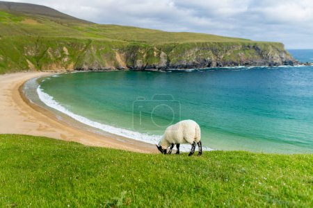 Photo for Sheep grazing near Silver Strand, a sandy beach in a sheltered, horseshoe-shaped bay, situated at Malin Beg, near Glencolmcille, in south-west County Donegal. Wild Atlantic Way, Ireland. - Royalty Free Image
