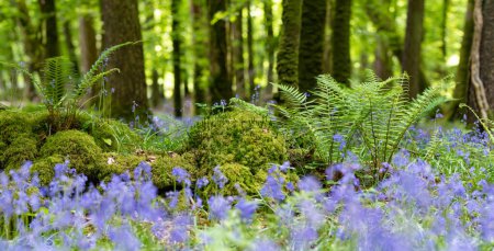 Téléchargez les photos : Les fleurs de Bluebell fleurissent dans une forêt en Irlande. Hyacinthoides non-scripta en pleine floraison dans la forêt irlandaise. Beauté dans la nature. - en image libre de droit