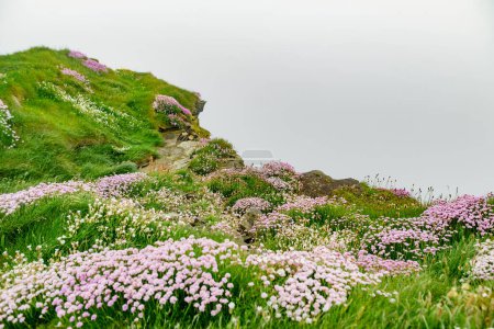 Foto de Flores rosadas florecen en los famosos acantilados de Moher, uno de los destinos turísticos más populares de Irlanda. Vista brumosa de la atracción ampliamente conocida en la ruta costera del Atlántico en el condado de Clare. - Imagen libre de derechos