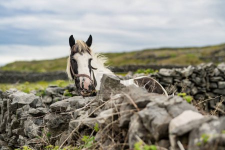 Téléchargez les photos : Pâturage de chevaux dans des pâturages verts derrière un mur de pierre. Nourriture de poney dans les prairies verdoyantes d'Irlande. - en image libre de droit
