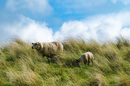 Foto de Ovejas marcadas con colorido pastoreo en verdes pastos. Ovejas adultas y corderos bebés alimentándose en exuberantes prados verdes de Irlanda
. - Imagen libre de derechos