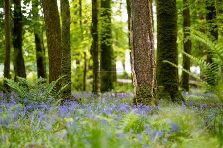 Téléchargez les photos : Les fleurs de Bluebell fleurissent dans une forêt en Irlande. Hyacinthoides non-scripta en pleine floraison dans la forêt irlandaise. Beauté dans la nature. - en image libre de droit