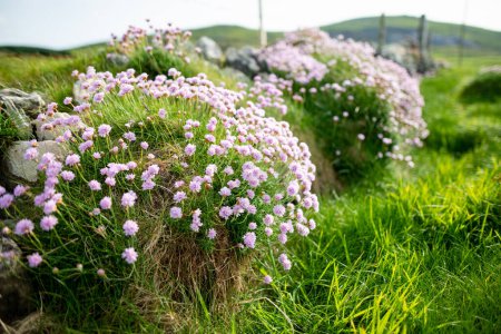 Photo for Pink thrift flowers blossoming on rough and rocky shore along famous Ring of Kerry route. Rugged coast of on Iveragh Peninsula, County Kerry, Ireland. - Royalty Free Image