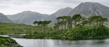 Foto de Isla de los Doce Pinos, de pie sobre un magnífico fondo formado por los agudos picos de una cordillera llamada Doce Pines o Doce Bens, Connemara, Condado de Galway, Irlanda - Imagen libre de derechos