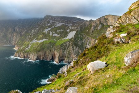 Photo for Slieve League, Irelands highest sea cliffs, located in south west Donegal along this magnificent costal driving route. One of the most popular stops at Wild Atlantic Way route, Co Donegal, Ireland - Royalty Free Image