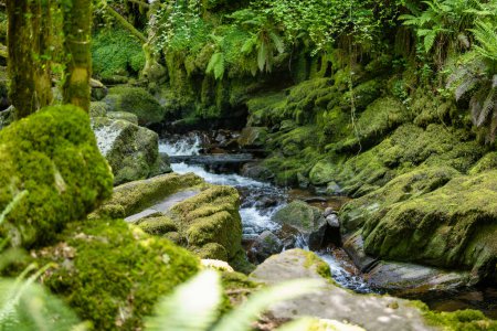 Foto de Pequeñas cascadas cerca de la cascada Torc, una de las atracciones turísticas más populares de Irlanda, ubicada en el bosque del Parque Nacional Killarney. Punto de parada de la ruta turística Ring of Kerry, Irlanda
. - Imagen libre de derechos