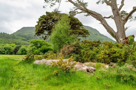 Photo for Large pine trees on a banks of Muckross Lake, also called Middle Lake or The Torc, located in Killarney National Park, County Kerry, Ireland - Royalty Free Image
