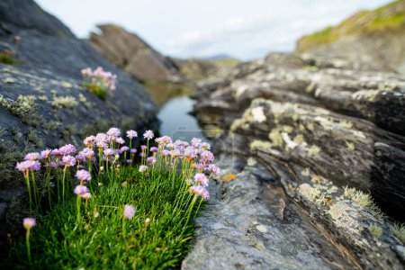 Pink thrift flowers blossoming on rough and rocky shore along famous Ring of Kerry route. Rugged coast of on Iveragh Peninsula, County Kerry, Ireland.