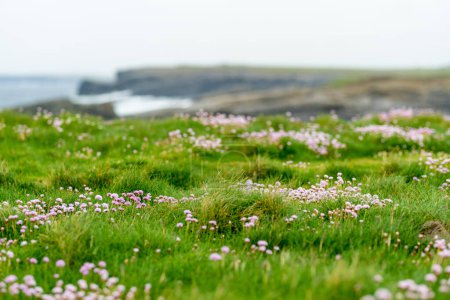 Téléchargez les photos : Des fleurs roses fleurissent sur les falaises Kilkee, situées dans la péninsule de Loop Head, dans une région reculée et sauvage du magnifique littoral, Wild Atlantic Way Discovery Point, comté de Clare, Irlande. - en image libre de droit