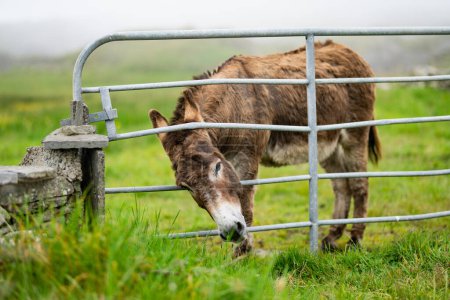Téléchargez les photos : Pâturage d'ânes dans des pâturages verts derrière une clôture. Jack se nourrissant dans les prairies verdoyantes d'Irlande. - en image libre de droit