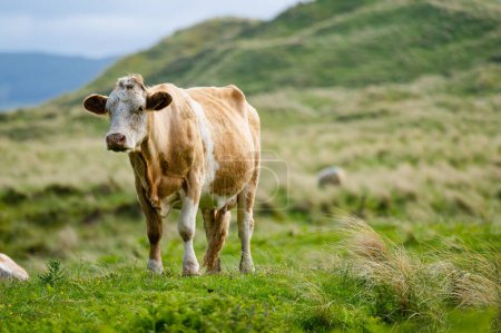 Téléchargez les photos : Vaches broutant dans les pâturages verts. Vaches adultes et bébés veaux se nourrissant dans des prairies verdoyantes d'Irlande. - en image libre de droit