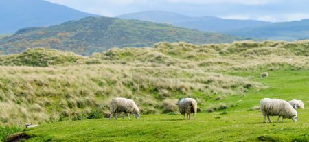 Téléchargez les photos : Moutons marqués par un pâturage coloré dans les pâturages verts. Moutons et agneaux adultes se nourrissant dans les prairies verdoyantes d'Irlande
. - en image libre de droit
