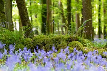 Foto de Flores de Bluebell floreciendo en un bosque en Irlanda. Hyacinthoides non-scripta en plena floración en el bosque irlandés. Belleza en la naturaleza. - Imagen libre de derechos