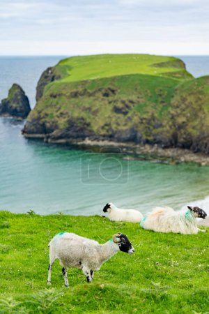 Photo for Sheep grazing near Silver Strand, a sandy beach in a sheltered, horseshoe-shaped bay, situated at Malin Beg, near Glencolmcille, in south-west County Donegal. Wild Atlantic Way, Ireland. - Royalty Free Image