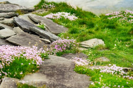 Flores rosadas florecen en los famosos acantilados de Moher, uno de los destinos turísticos más populares de Irlanda. Vista brumosa de la atracción ampliamente conocida en la ruta costera del Atlántico en el condado de Clare.