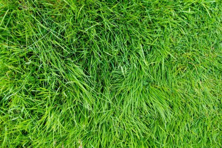 Téléchargez les photos : Lush herbe verte émeraude non coupée dans la lumière douce du soir. Pelouse fraîche parfaite le soir d'été. Nature irlandaise. - en image libre de droit
