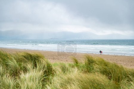 Photo for Inch beach, wonderful 5km long stretch of glorious sand and dunes, popular for surfing, swimming and fishing, located on the Dingle Peninsula, County Kerry, Ireland - Royalty Free Image