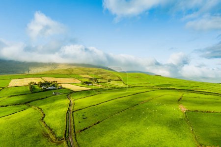 Photo for Aerial view of endless lush pastures and farmlands of Ireland's Dingle Peninsula. Beautiful Irish countryside with emerald green fields and meadows. Rural landscape on sunset. - Royalty Free Image