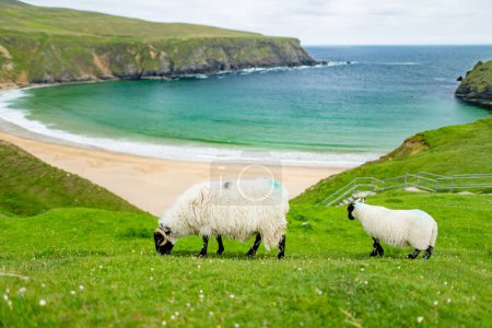 Téléchargez les photos : Pâturage de moutons près de Silver Strand, une plage de sable dans une baie abritée en forme de fer à cheval, située à Malin Beg, près de Glencolmcille, dans le sud-ouest du comté de Donegal. Wild Atlantic Way, Irlande. - en image libre de droit