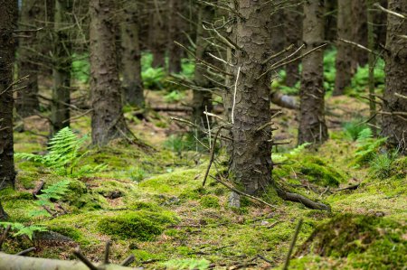 Téléchargez les photos : Des pins massifs avec du lierre qui pousse sur leurs troncs. Forêts verdoyantes impressionnantes du parc national de Killarney, comté de Kerry, Irlande - en image libre de droit