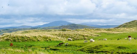 Téléchargez les photos : Moutons marqués par un pâturage coloré dans les pâturages verts. Moutons et agneaux adultes se nourrissant dans les prairies verdoyantes d'Irlande
. - en image libre de droit